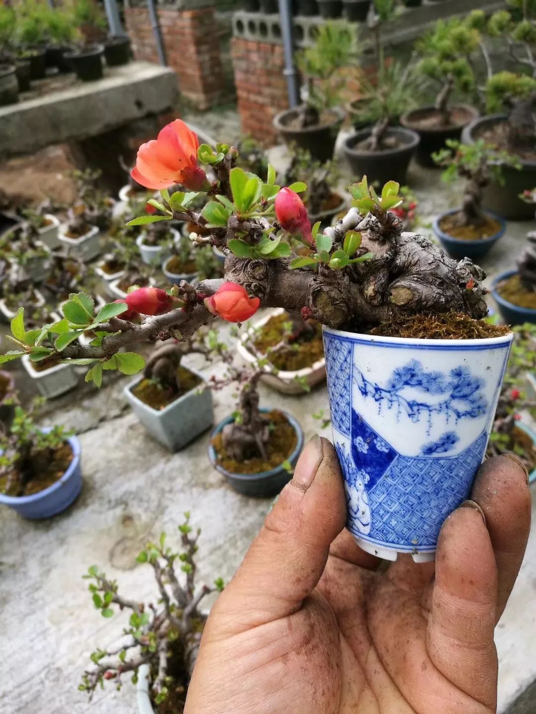 盆景粗枝拿弯的造型,盆景造型细长直杆