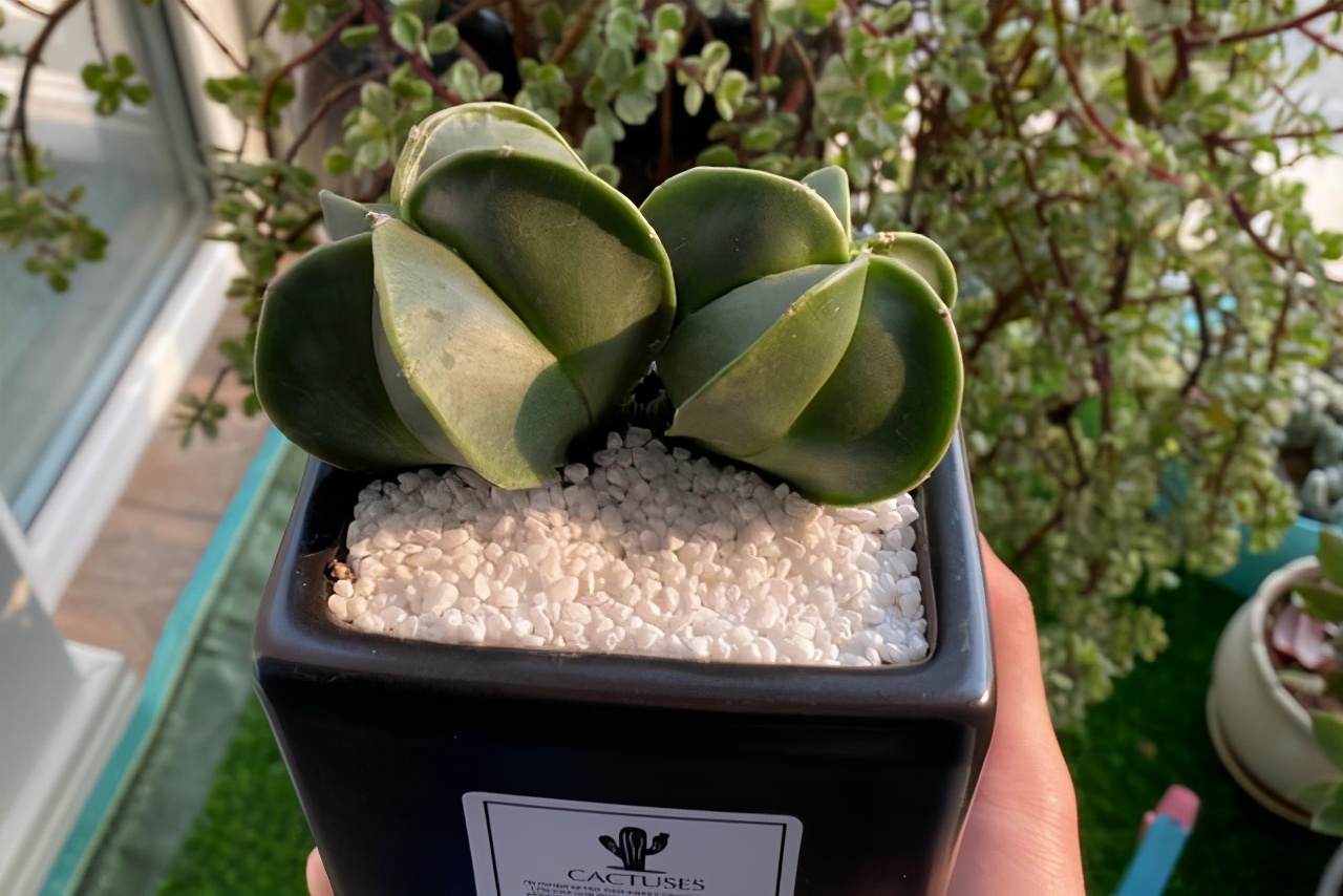 多肉仙人球哪个品种最好,多肉仙人球品种介绍