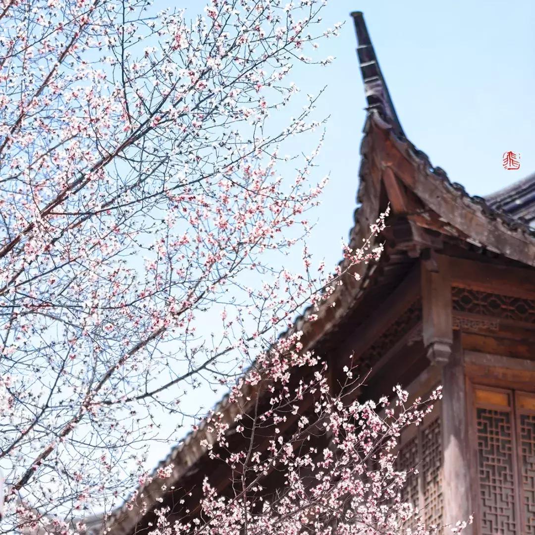 濡備綍鍖哄垎妯辫姳妗冭姳姊ㄨ姳鏉忚姳娴锋,妯辫姳妗冭姳鏉庤姳鏉忚姳濡備綍鍖哄垎