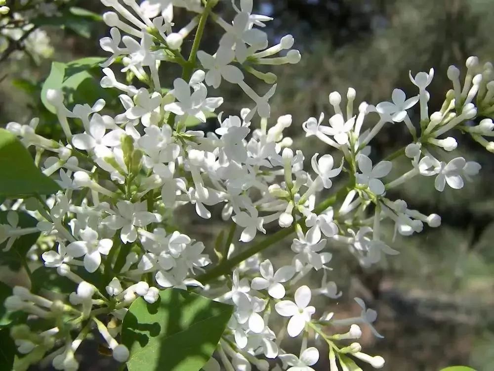 看到花的时候,不知是什么花?那就收下这份百花图谱