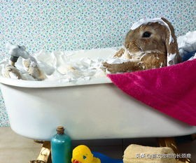 兔子的危害对小朋友的危害,影响兔子的生物因素