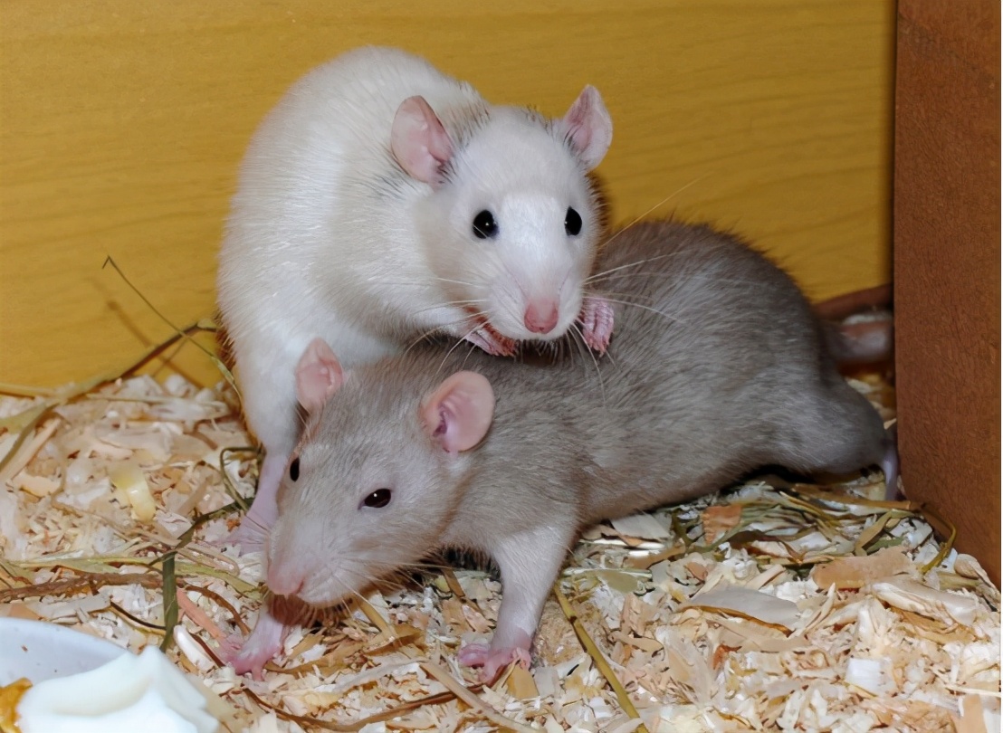 中国科学家成功让公鼠怀孕新闻,男人真的能生孩子了吗