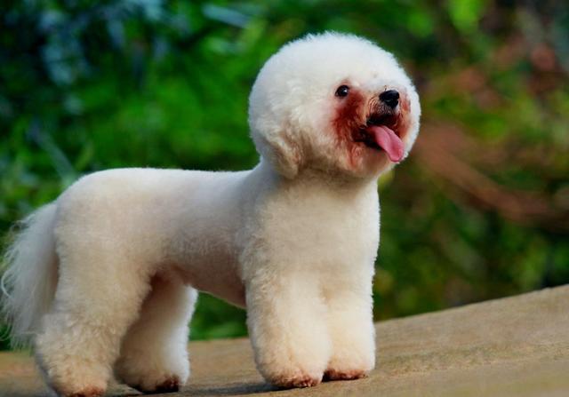 如何处理比熊犬泪痕的方法,比熊犬泪痕严重怎么清掉