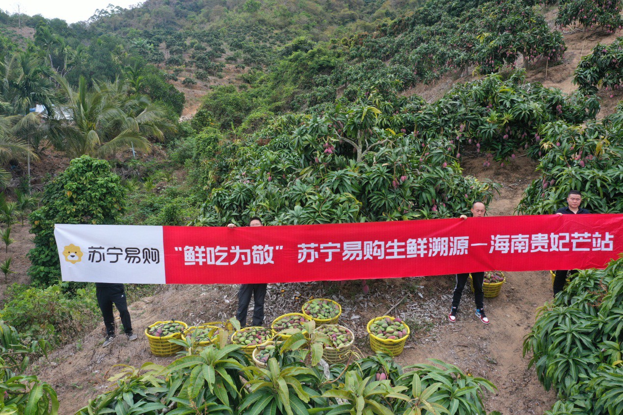 最新海南小台芒产地直发,广西贵妃芒10斤大果当季整箱