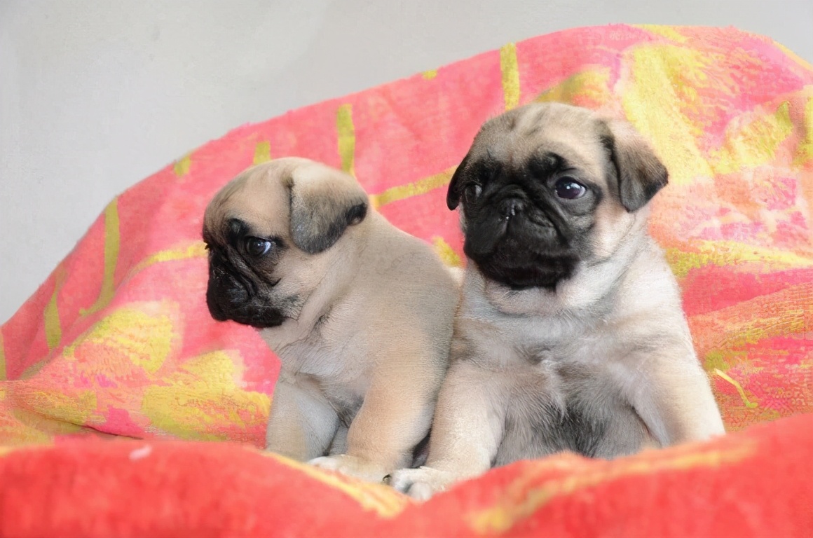 巴哥犬串串优点,巴哥犬的优点与缺点