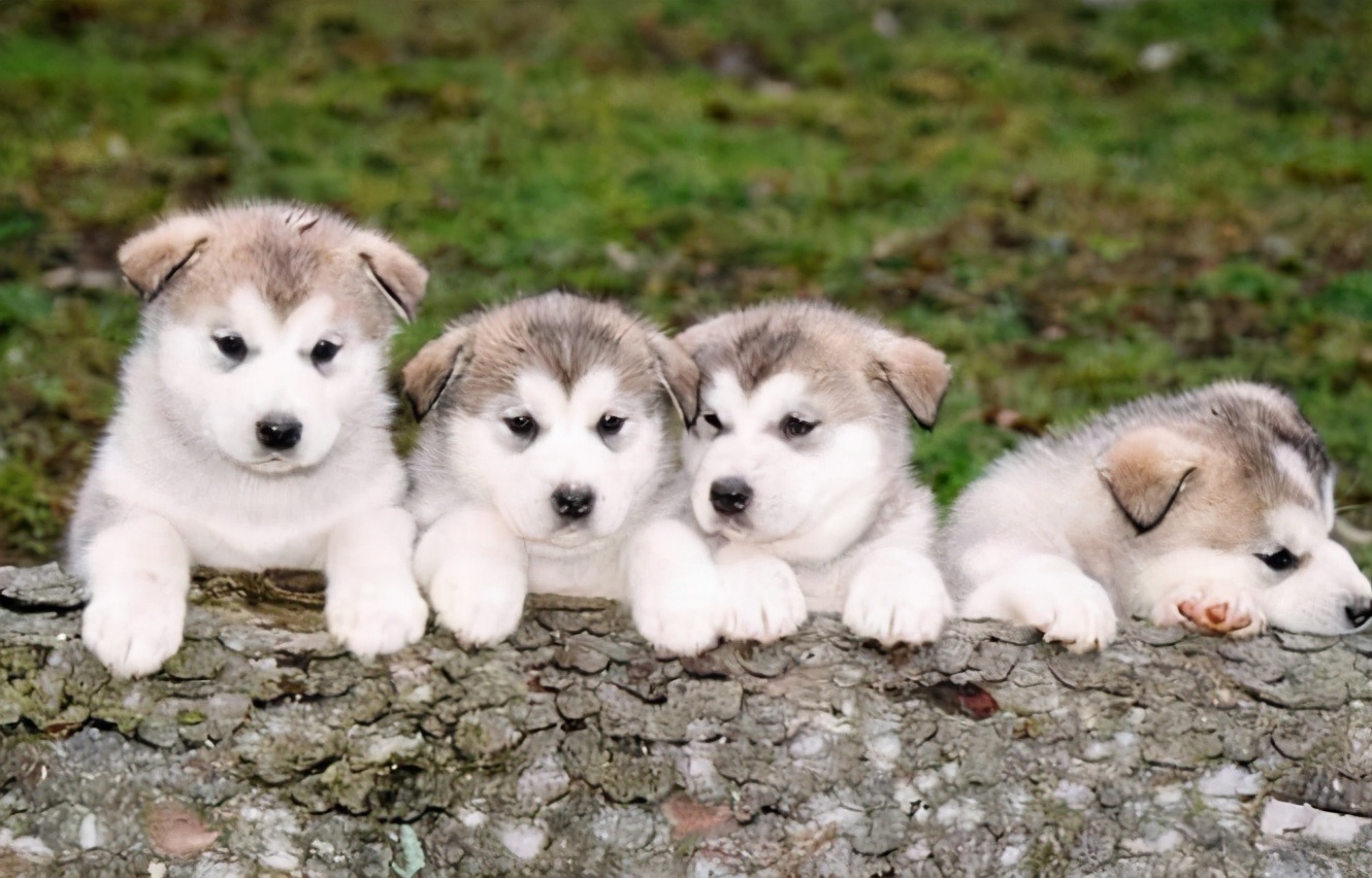 怎样给狗狗取名字更有意义,狗狗取名叫黄瓜