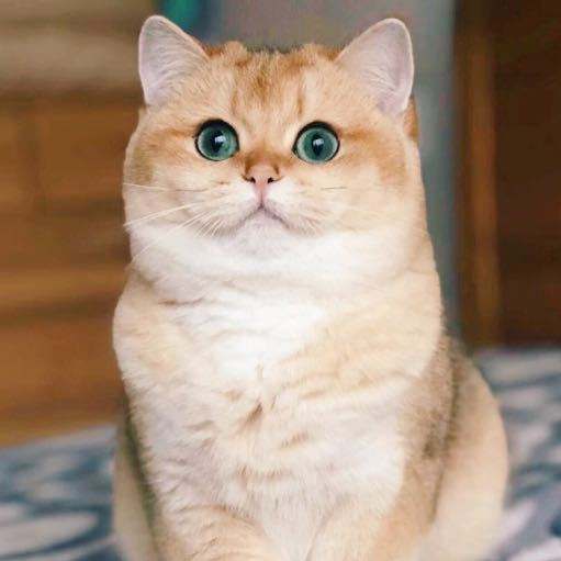 英短银点渐层和渐层的区别,英短渐层和美短渐层的区别