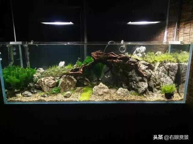 那些年让你防不胜防的草缸偷渡客