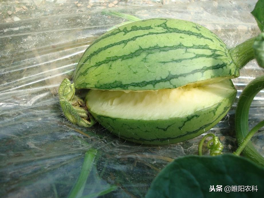 西瓜裂瓜的最佳治疗方法,西瓜裂瓜是怎么回事