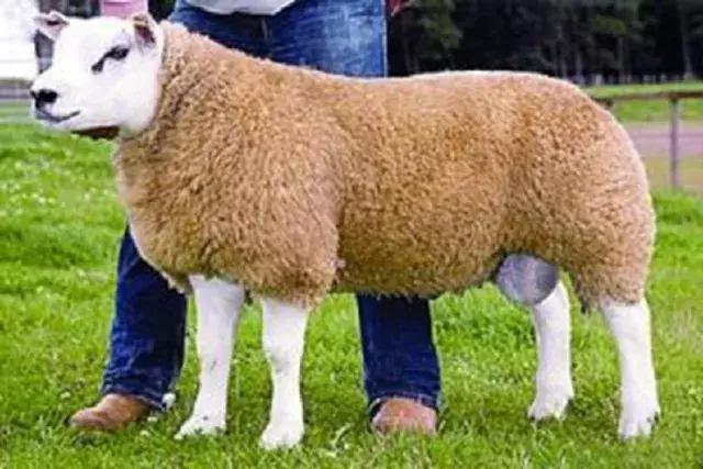 世界十大不寻常宠物,全球最稀有的宠物