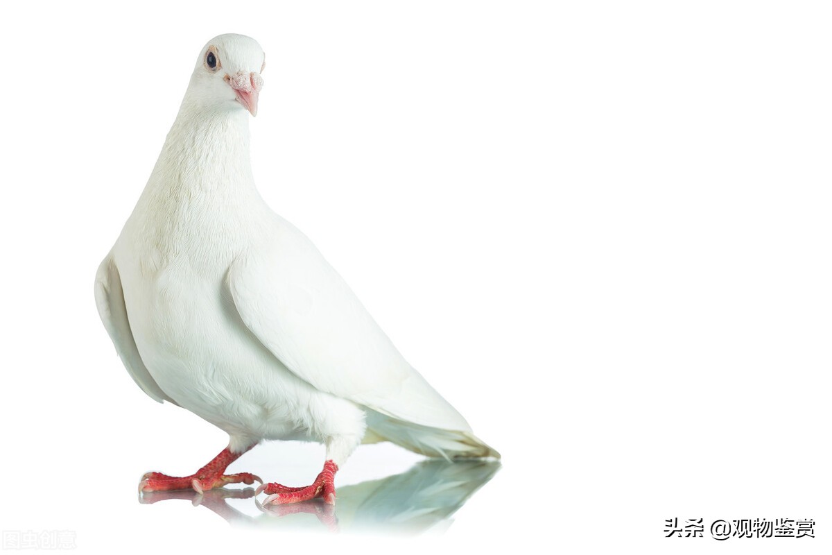 鸽子的种类都有哪些,鸽子的种类有哪些