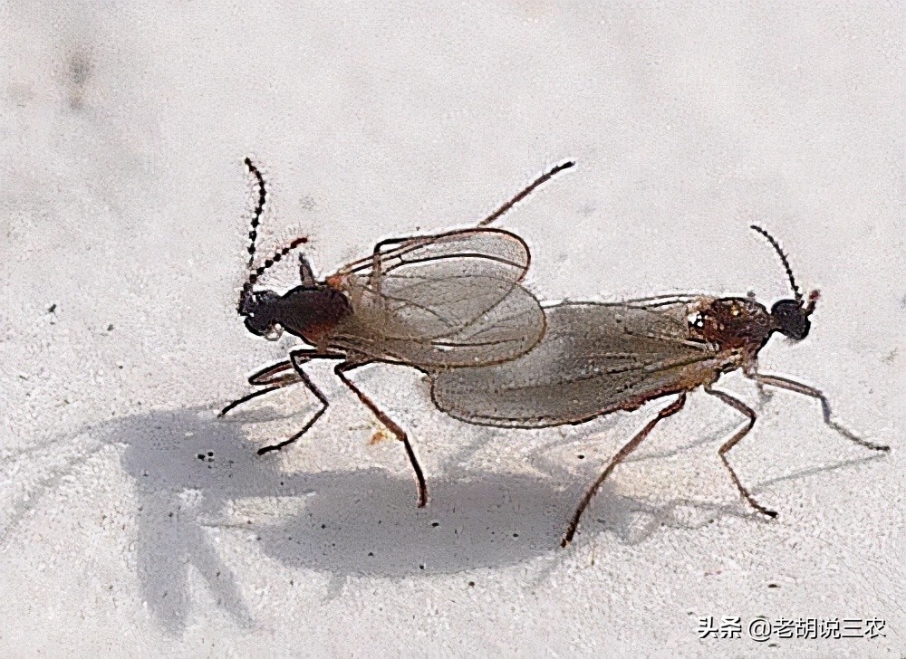 小咬是不是蚊子的幼虫,小咬跟蚊子长得一样吗