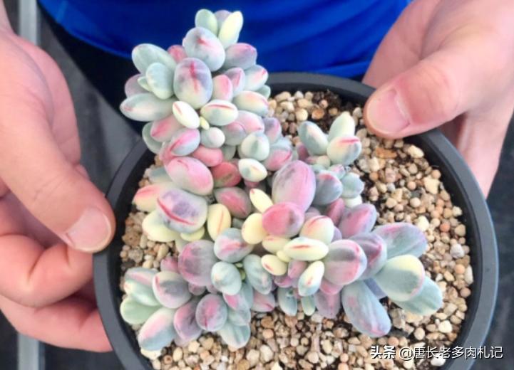 出锦的多肉需要晒吗,出锦的多肉