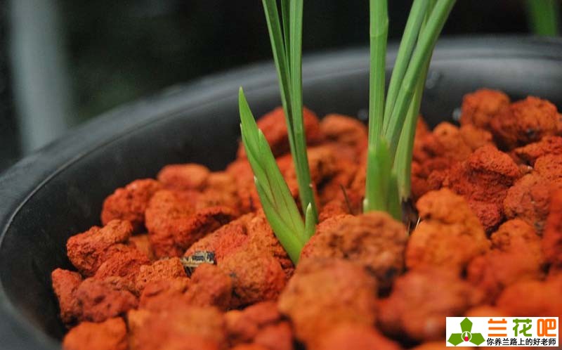 兰花叶子焦尖和黑尖的区别,兰花有一叶发黄焦尖且速度很快