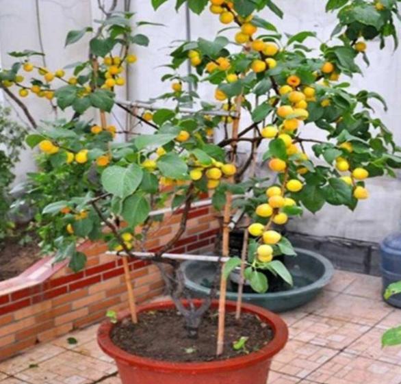 姘存灉鏋滄牳涓嶈鎵旂泦鏍界璧锋潵,涓夌姘存灉绫戒笉鑳芥斁鐩嗛噷