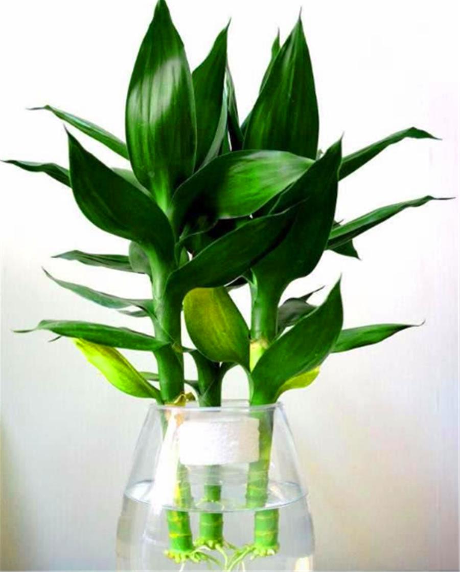 水培铜钱草如何杀蚊虫,水培铜钱草起小飞虫怎么办