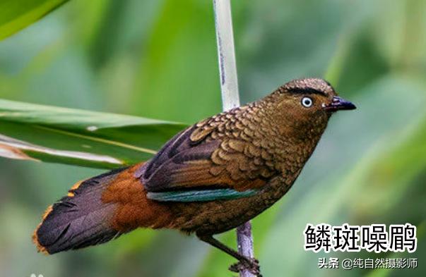 画眉品种有哪些,画眉科的鸟类大全