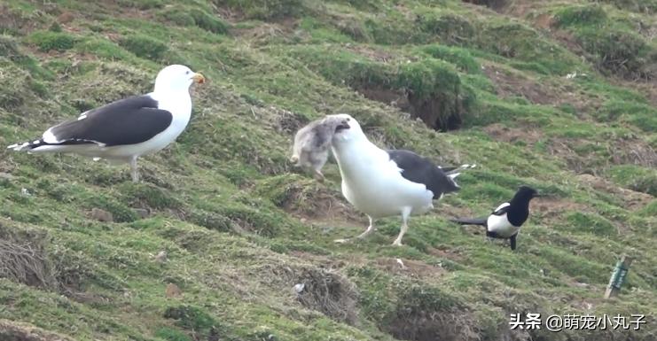 海鸥活吞了一只兔子,罕见海鸥遇到兔子一口将其吞下