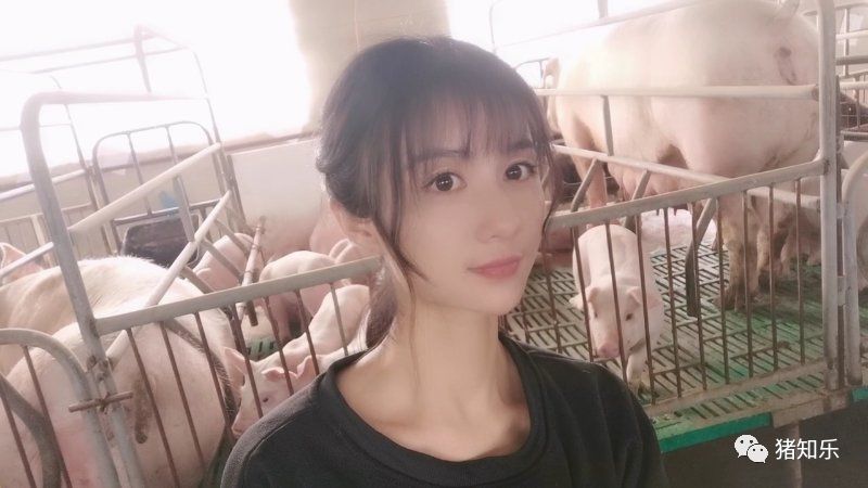 发酵麸皮霉菌超标,霉菌毒素对猪的十大危害