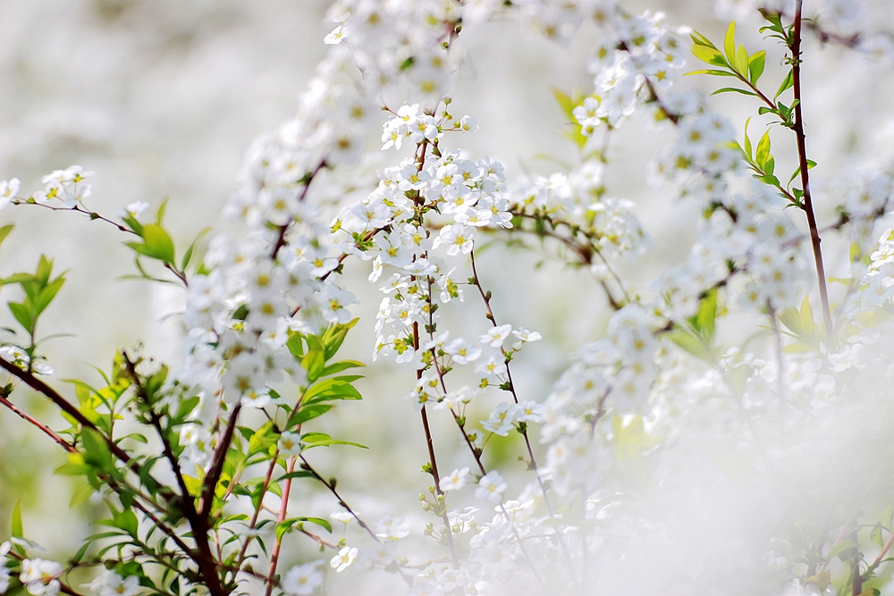 上海世博文化公园有梨花开吗,上海园林文化公园