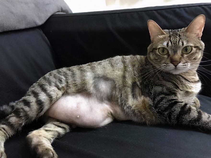 十种不建议买的猫咪,什么样的猫咪不能领养