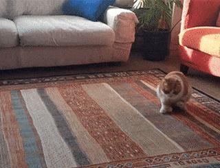 主人发现猫异常,猫咪引起你注意的表现