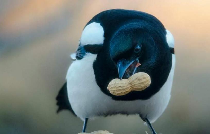 喜鹊偷吃鸟蛋被发现,喜鹊为什么要杀小鸡