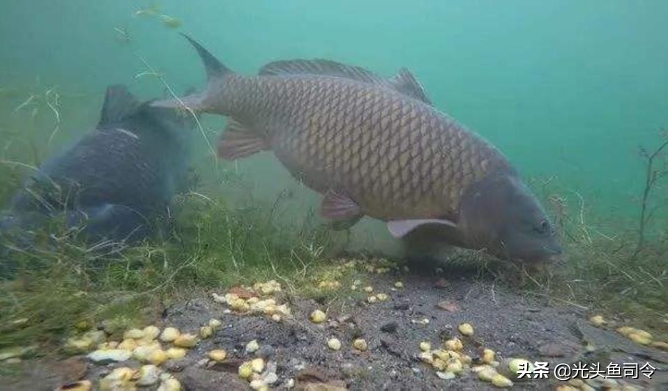 钓了几条鱼就不开口了,现在钓新鱼为什么不能打窝