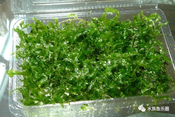 皇冠水草品种大全,亚马逊水草品种