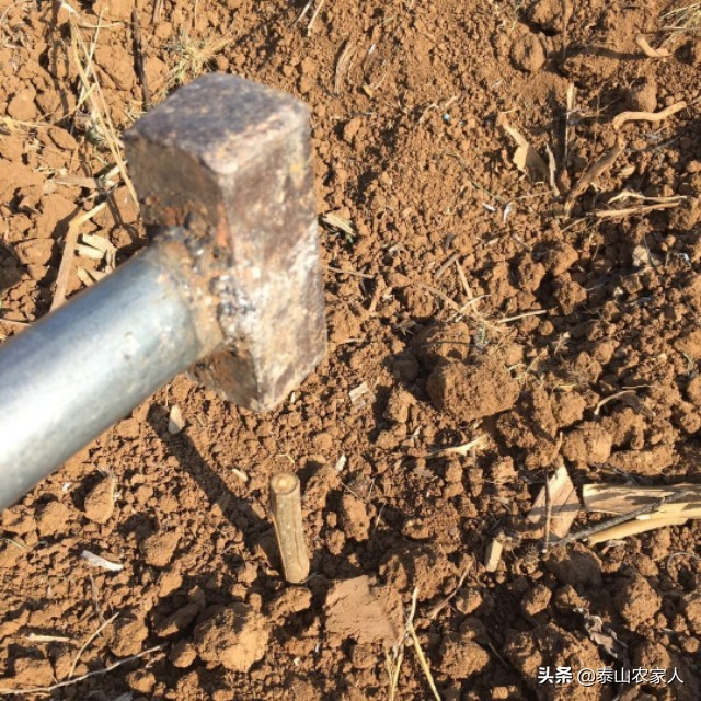 育杨树苗的最佳时间,育杨树苗泡多久