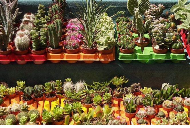 刚买回来的盆栽花怎么处理,市场买回的花要如何养