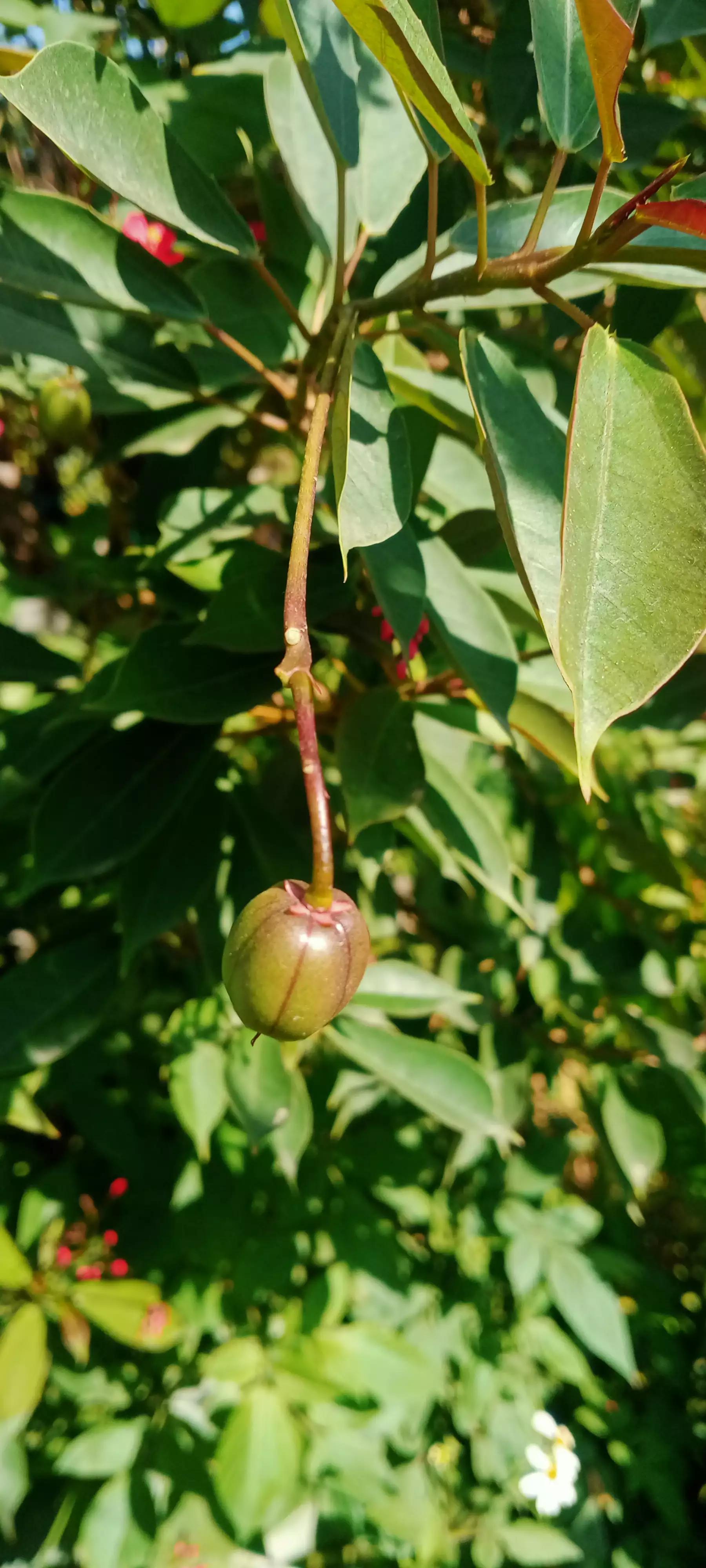 琴叶珊瑚海南,广州叶珊瑚