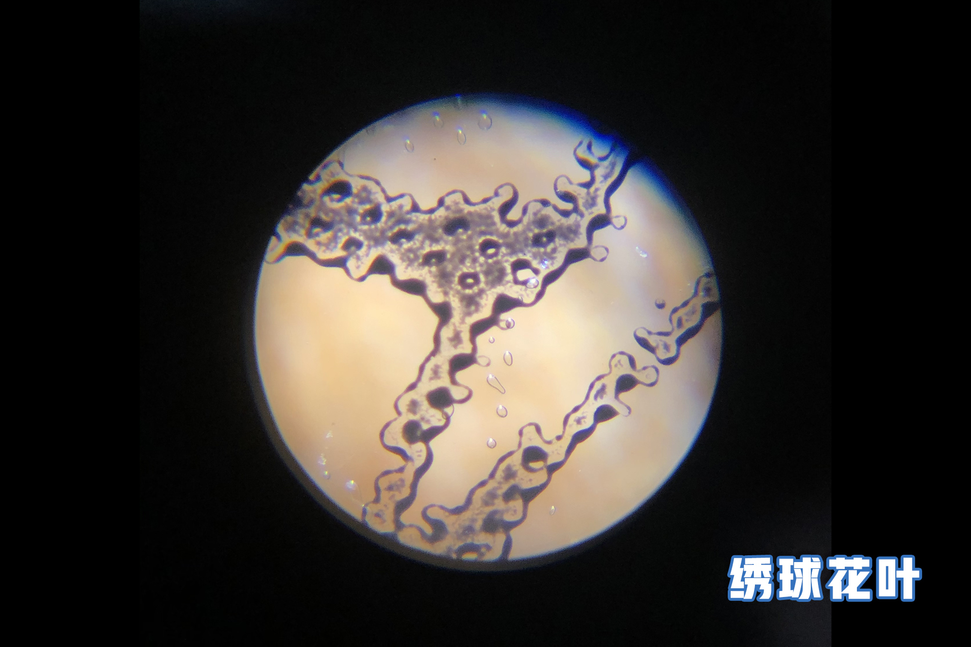 儿童科学30000倍显微镜,儿童电子显微镜真的1000倍