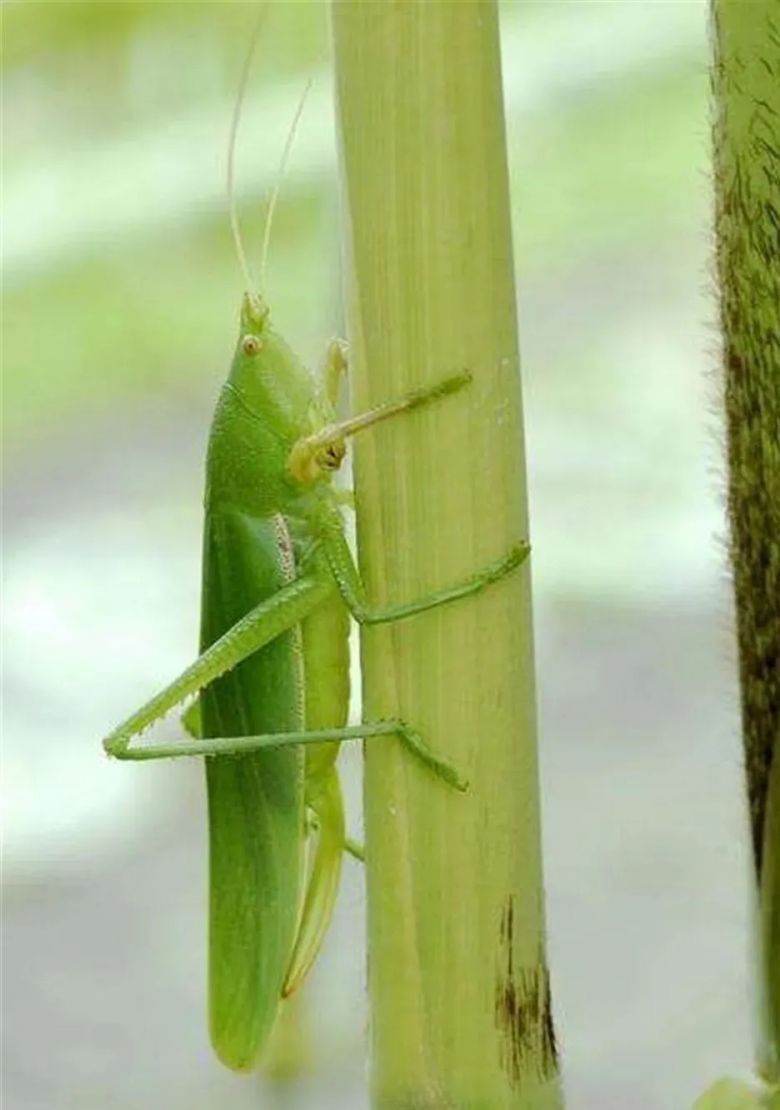 钦州童年回忆,钦州农村人童年的回忆