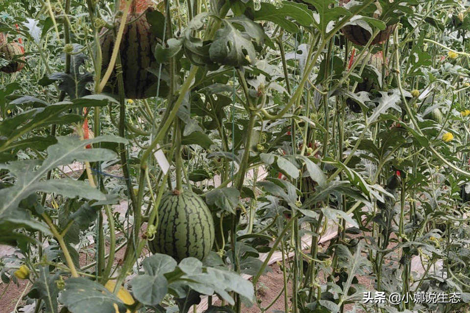 美如画的农场,美如画的生态园