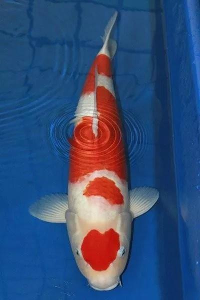 商铺顶露台怎么搭建不违法,顶楼露台改造鱼池