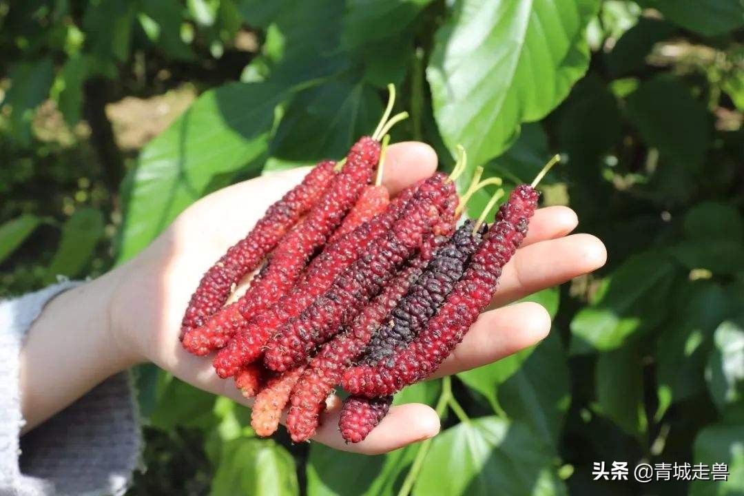 开春适合吃什么蔬菜和水果,开春了见到这5种水果别手软