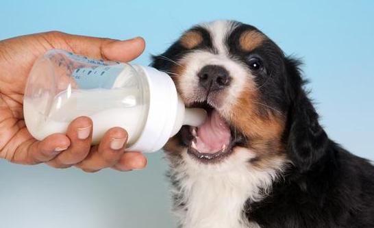 狗狗不能吃什么豆类,狗狗不能吃什么水果图片