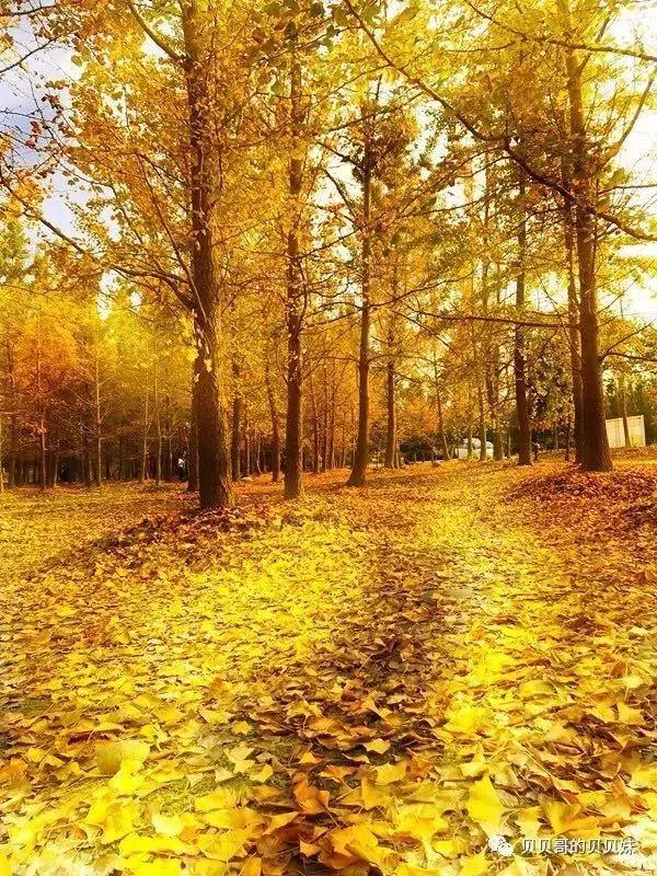 武侯银杏,武侯看银杏最好的地方