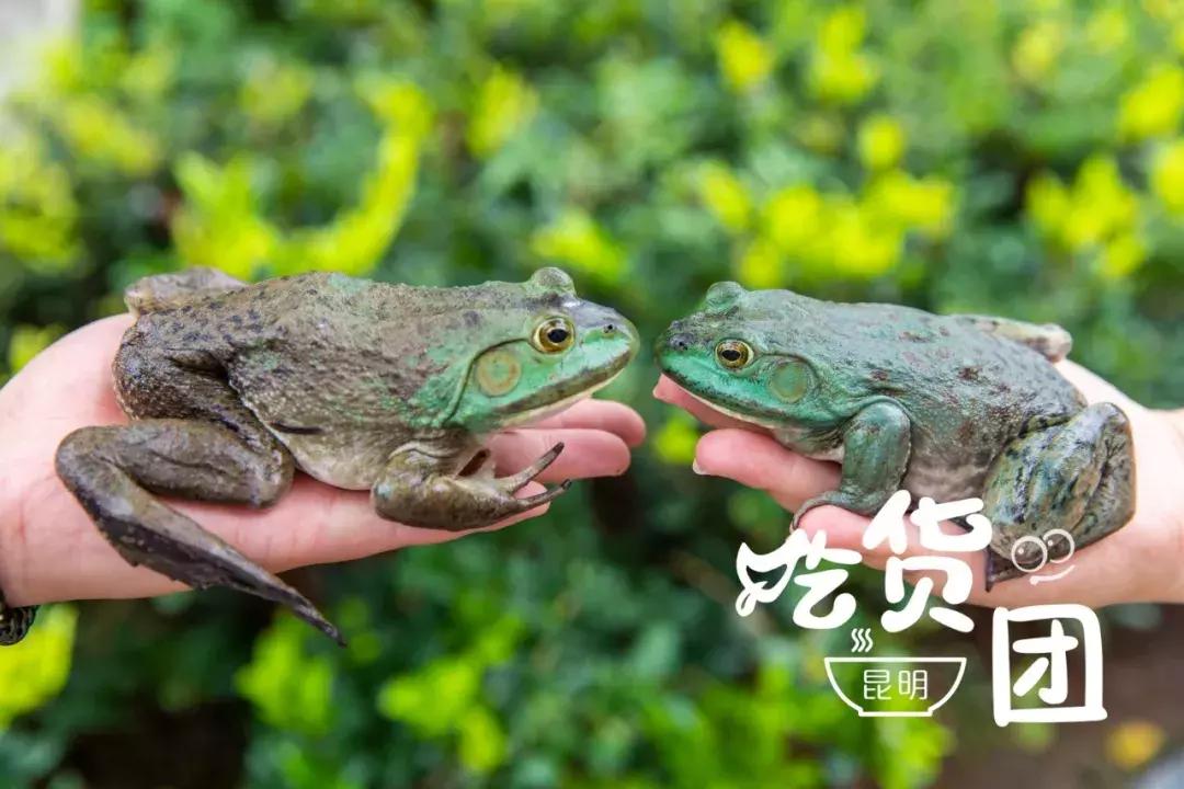 昆明风情街美蛙鱼头,昆明廖姥爷美蛙鱼头火锅