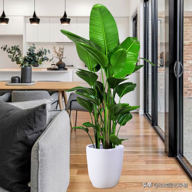 天堂鸟简单养护方法和注意事项,天堂鸟绿植黄叶卷边有虫怎么办