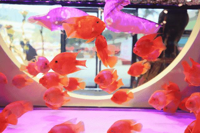 什么金鱼好养又好看,养哪种金鱼又好看又好养