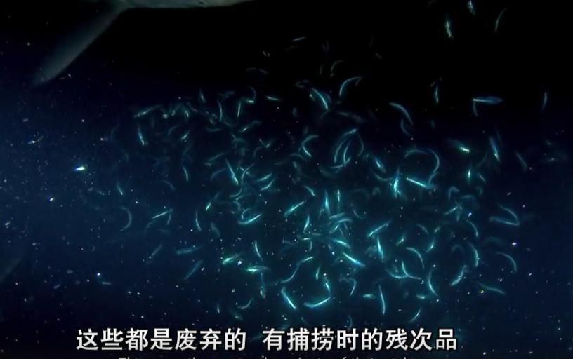 富二代晒骨皮包的残忍真相,人骨皮包的真相