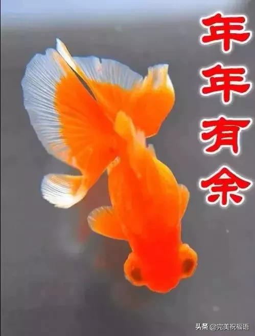 祝大家新年快乐年年有锦鲤,祝大家新年大吉年年有鱼