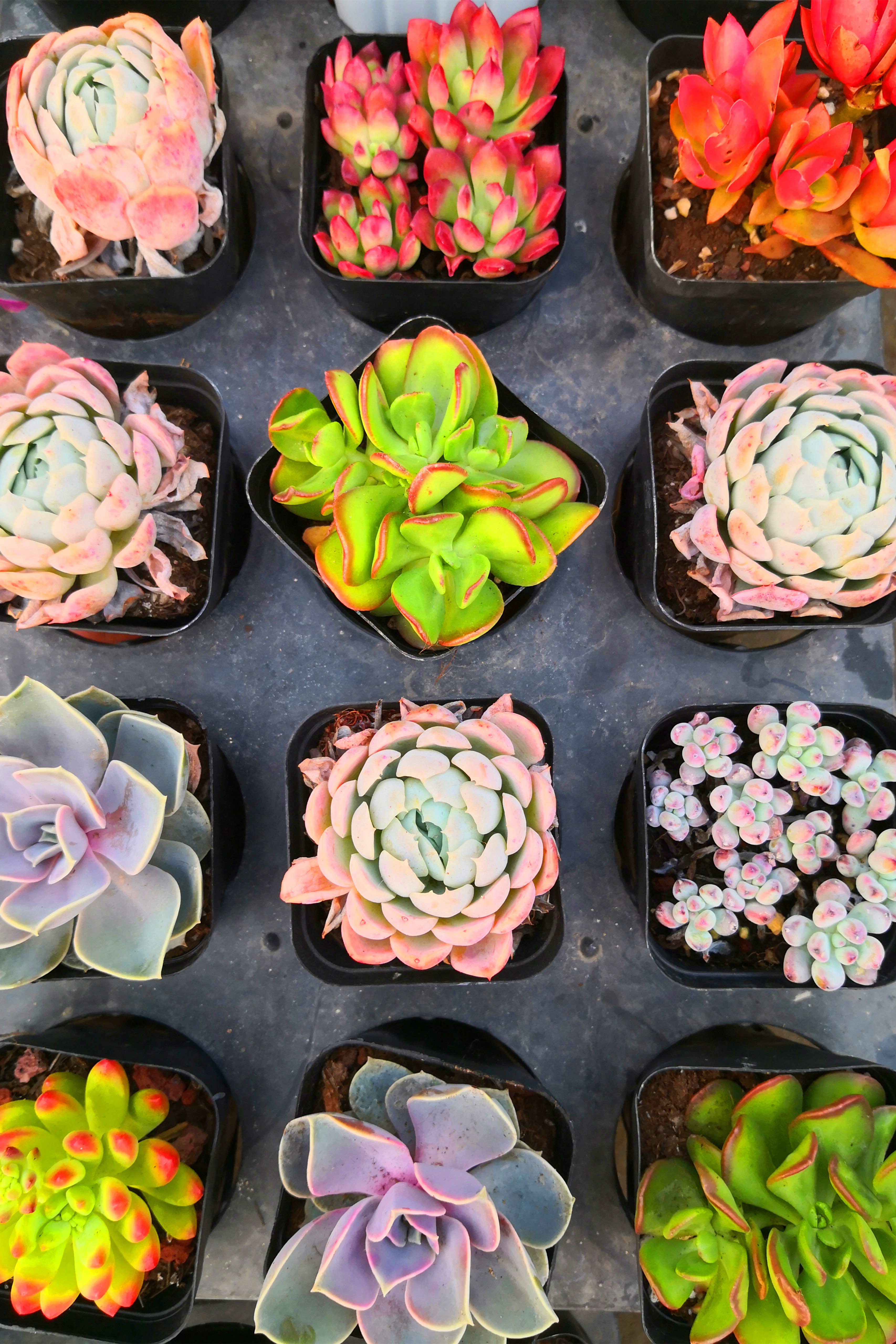 东营最大的花卉批发市场在哪里,东营地区哪里有花卉市场