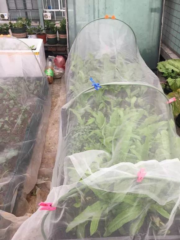 阳台种菜不用胶水的方法,阳台种菜万能种子播种法新手扫盲