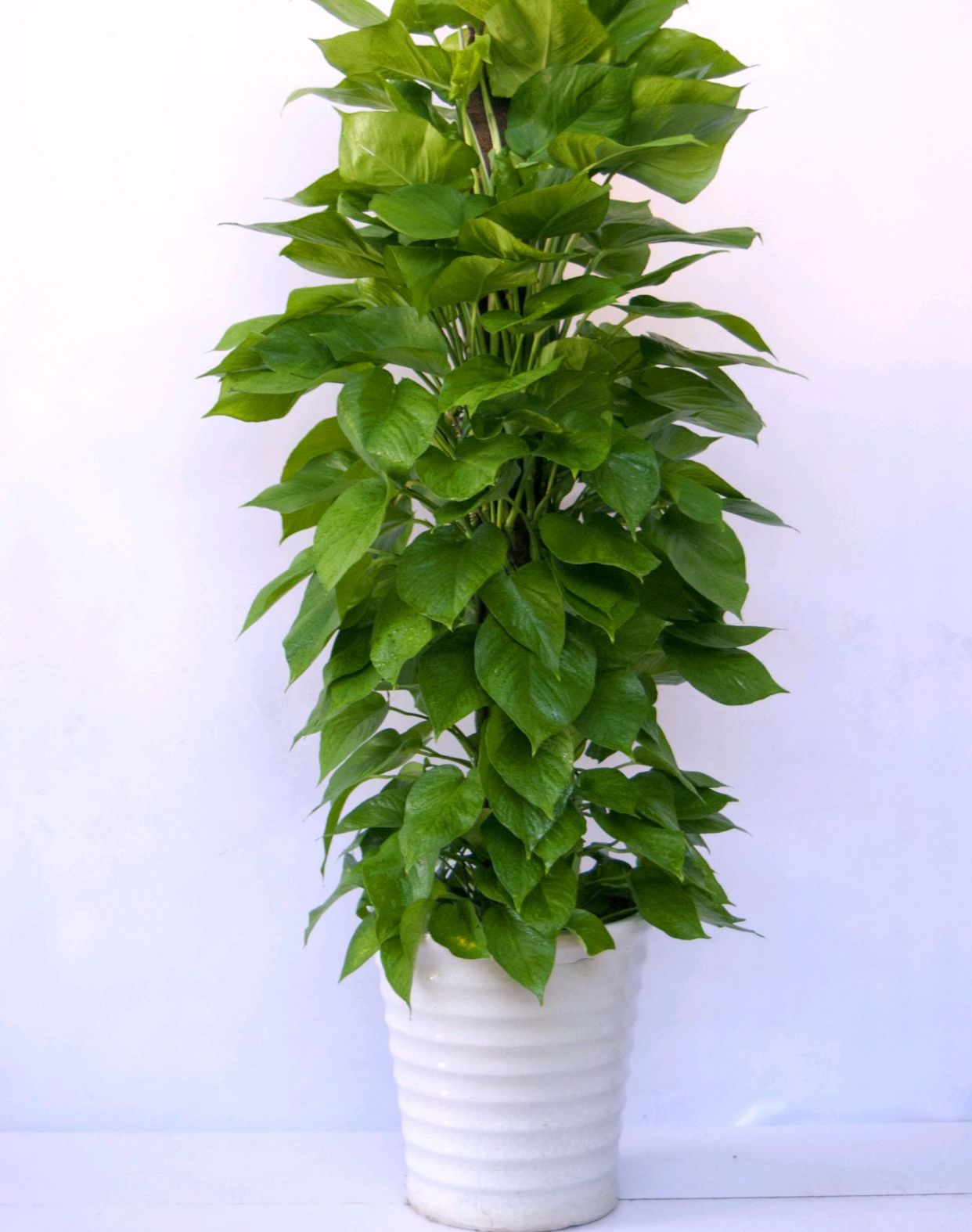 人养花一时养人一生,人养花同时花也养人