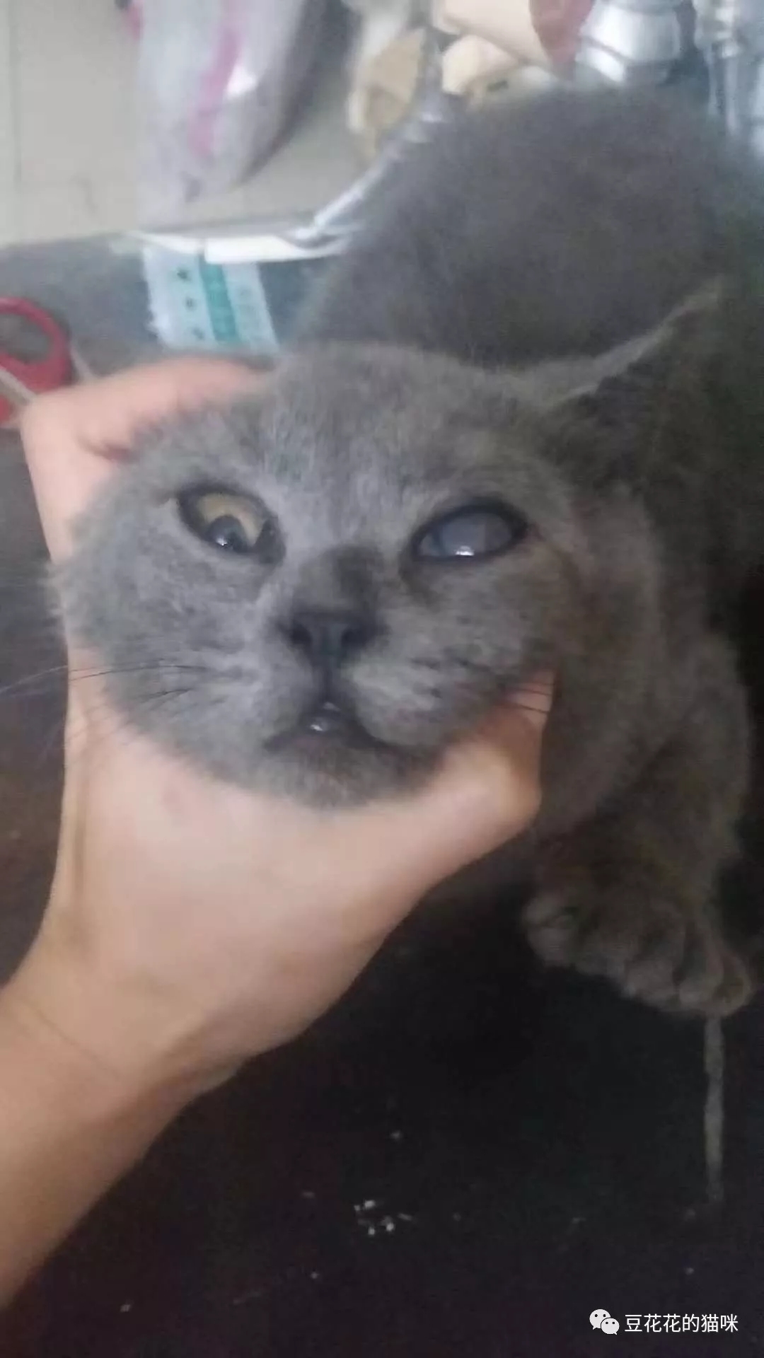 猫眼睛里出现褐色斑点,猫眼睛有白色丝状粘稠物怎么办