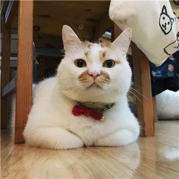 过年回家15天留守猫咪怎么办,主人回家过年猫咪独自等候