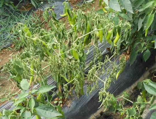 建议收藏：辣椒常见病害及防治方法大汇总